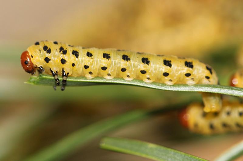 A larva of the red-headed pine sawfly.