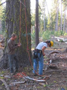 researcher adjusting tree climbing harness