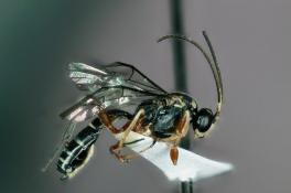 Ichneumonid wasp, a sawfly parasitoid.