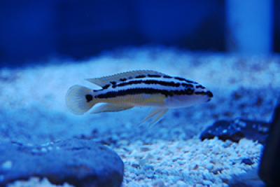 African cichlid in aquarium with low lighting