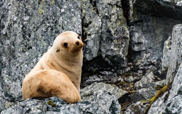 Young seal on rock