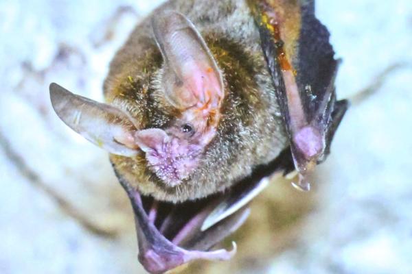 bat close-up