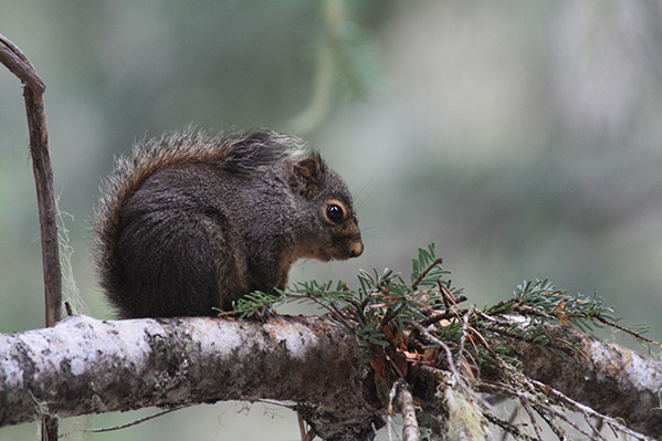 Tree squirrel on limb