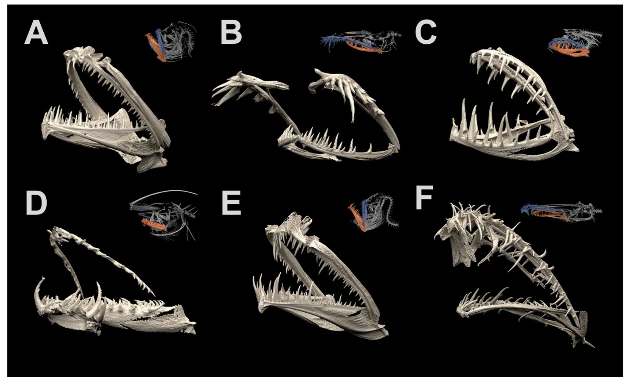 Image compiled from micro CT scan jaws of six species of anglerfish, showing the wide diversity
