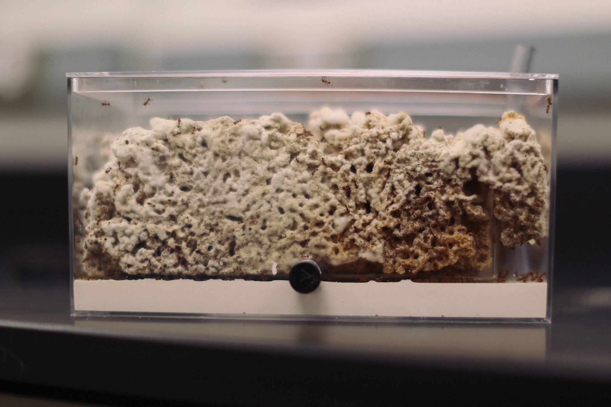 News from the Adams Lab Department of Evolution, Ecology and