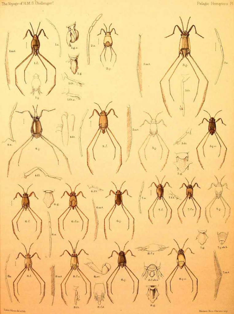 Triplehorn Insection Collection blog | Department of Evolution, Ecology ...