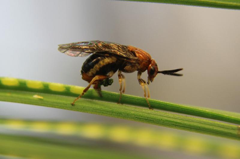 A female red-headed pine sawfly laying her eggs in pine needles.