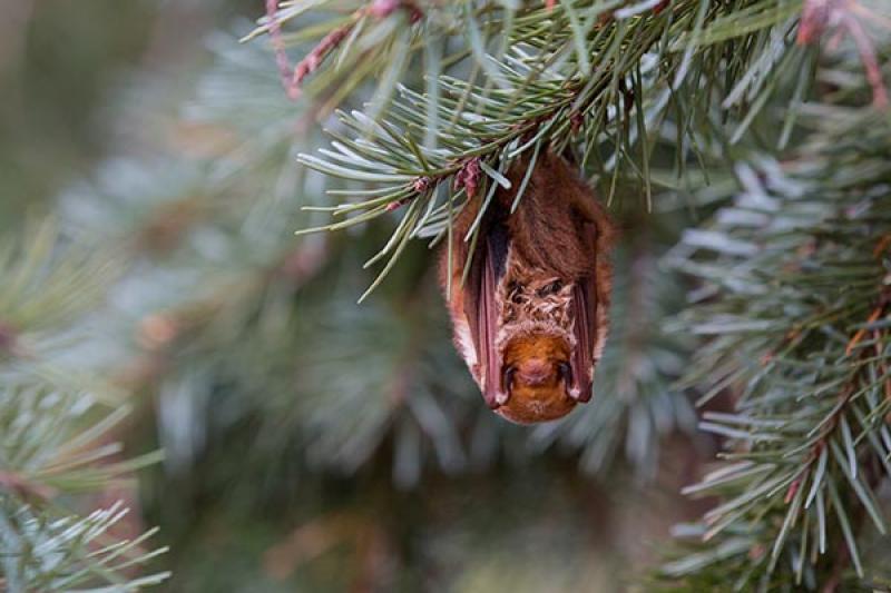 Bat roosting in a conifer.