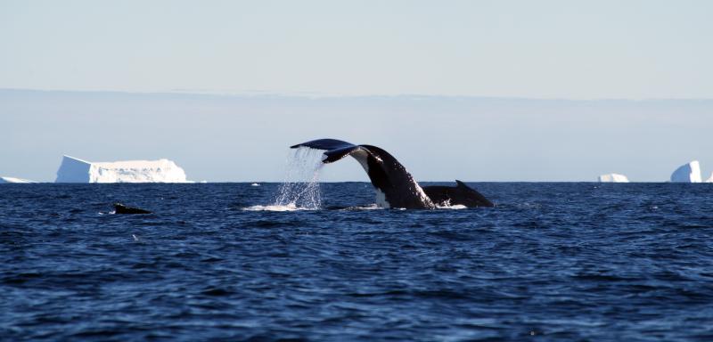 whale fluke whale fluke