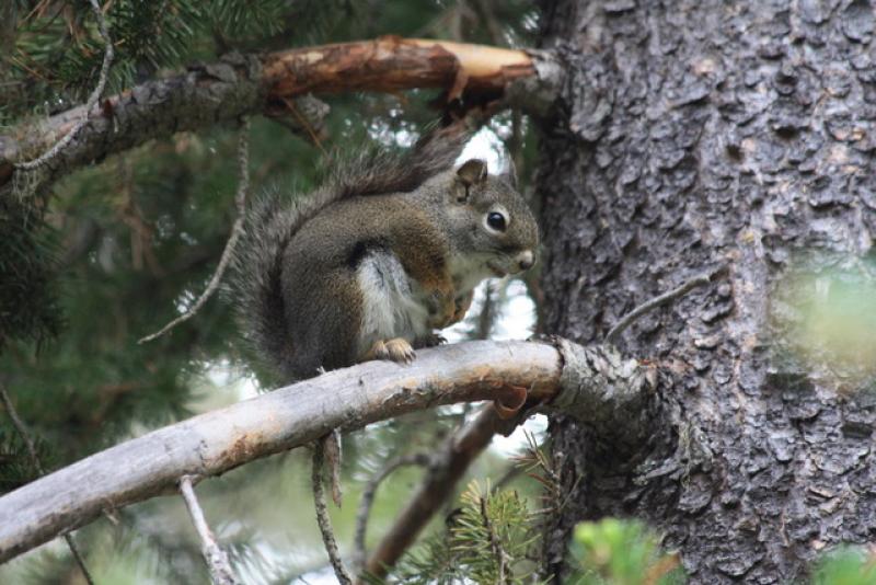 squirrel squirrel
