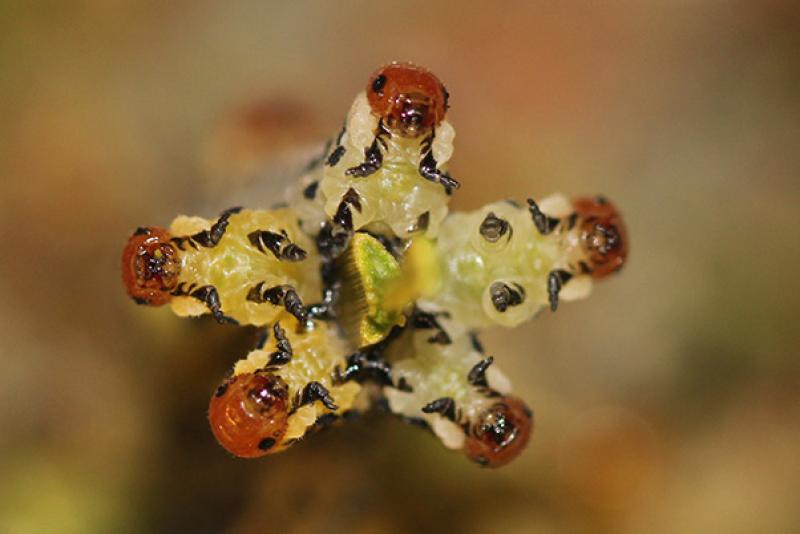 Five sawfly larvae in defensive posture.