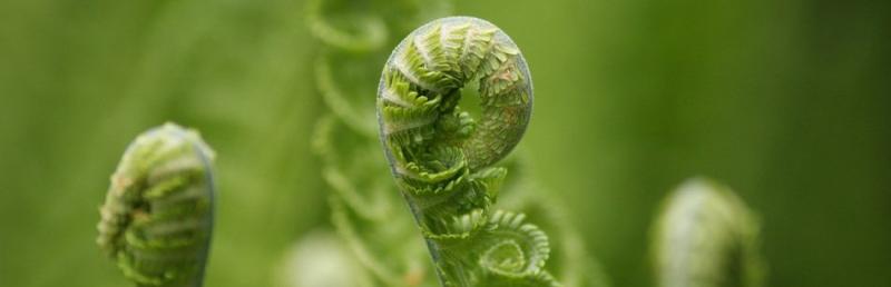 Fiddlehead ferns
