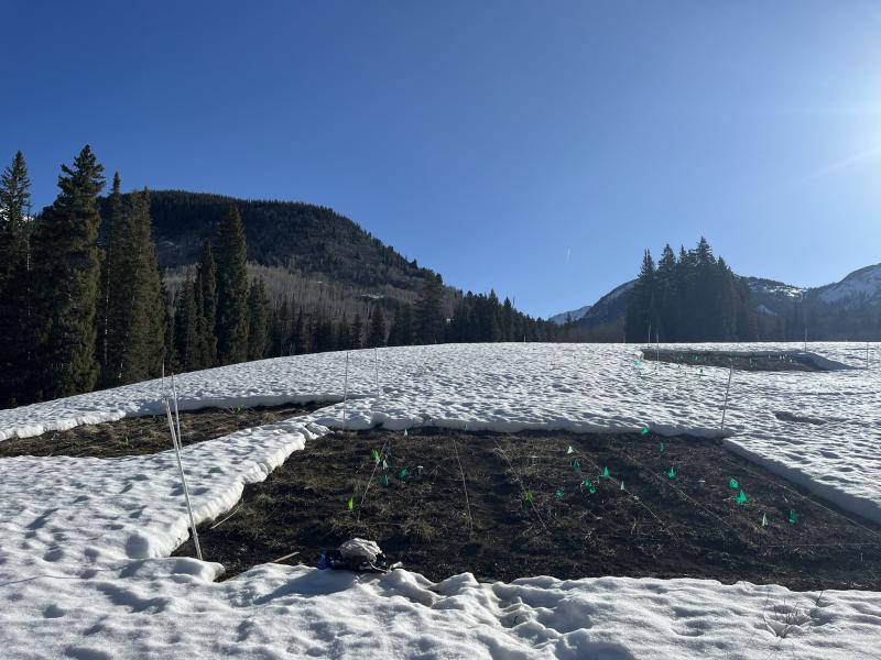 Dr. Iler and her team melted the snow early in specific plots in the Colorado Rocky Mountains.