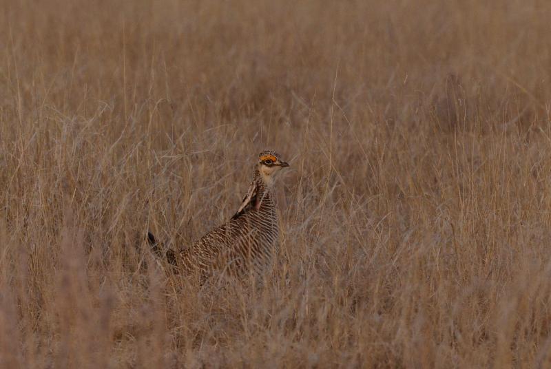 prairie chicken 1