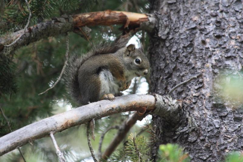 squirrel squirrel