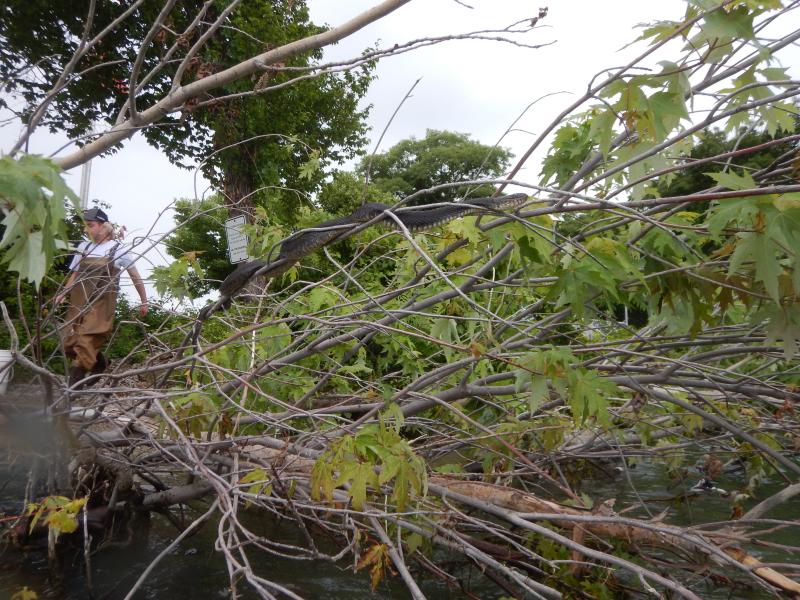 northern water snake in tree Harrison Freid in background at Alligator Bar