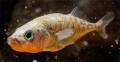 Stickleback