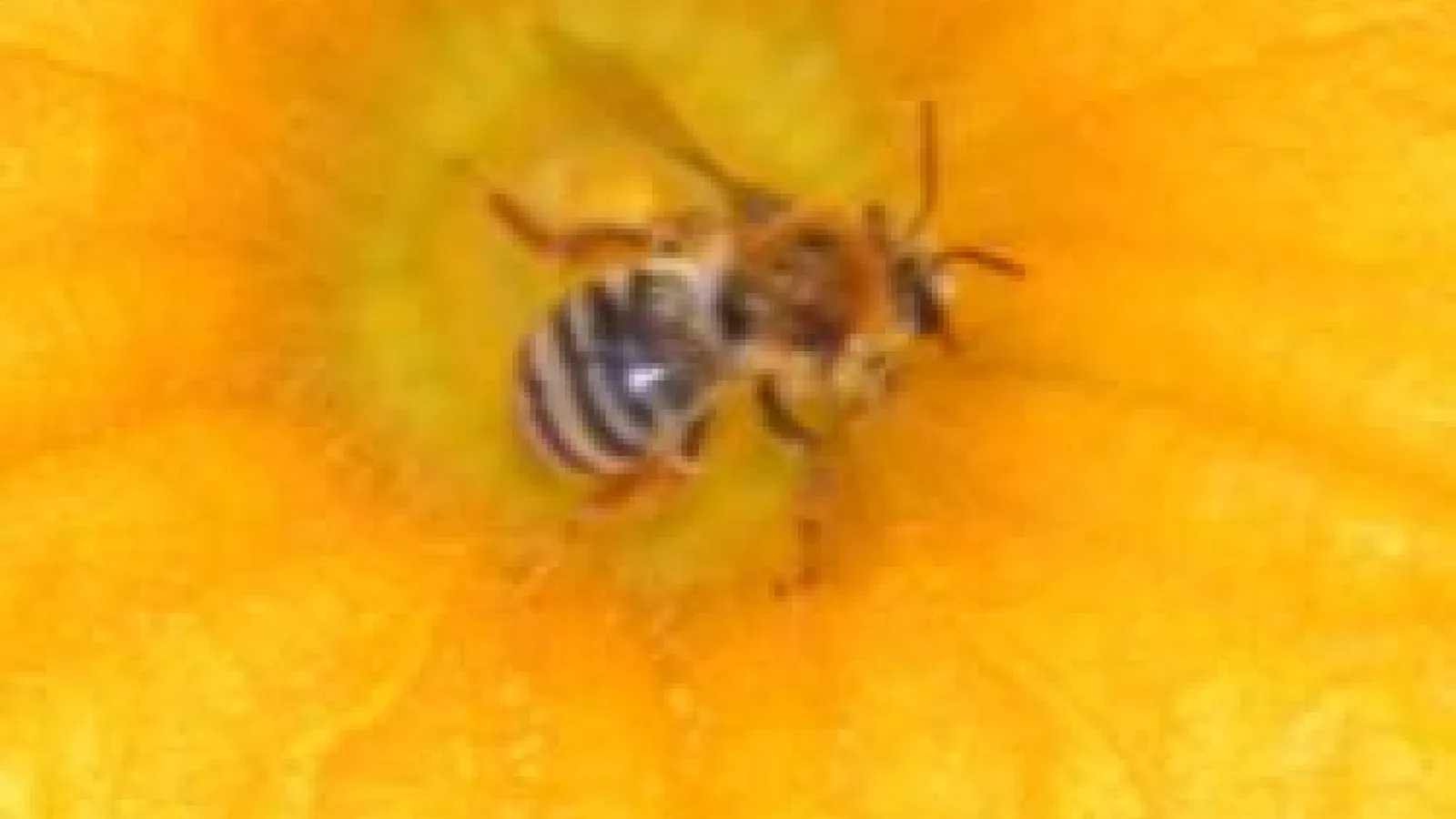 closeup of bee in yellow flower