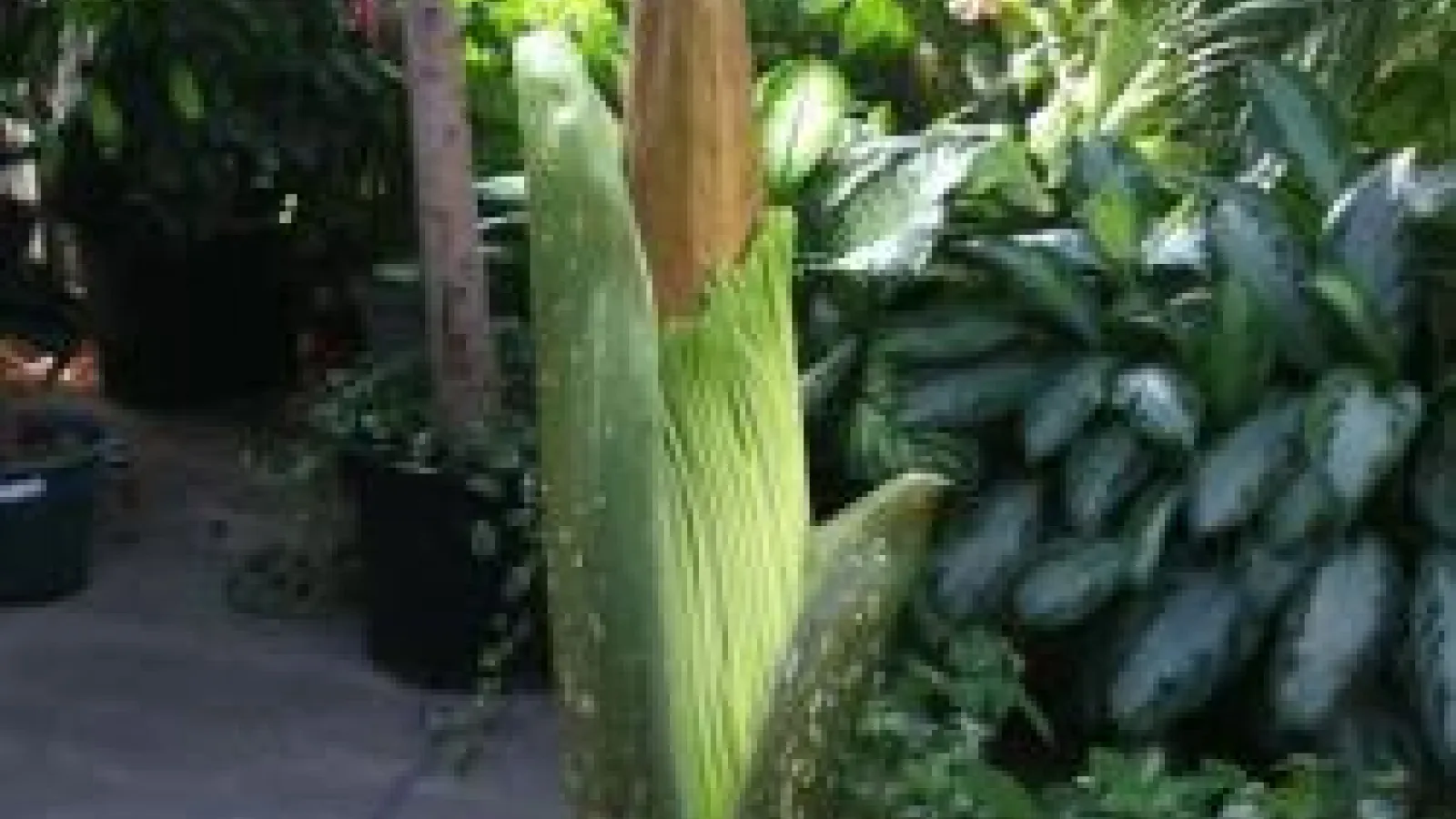 closeup of Titan Arum just before opening