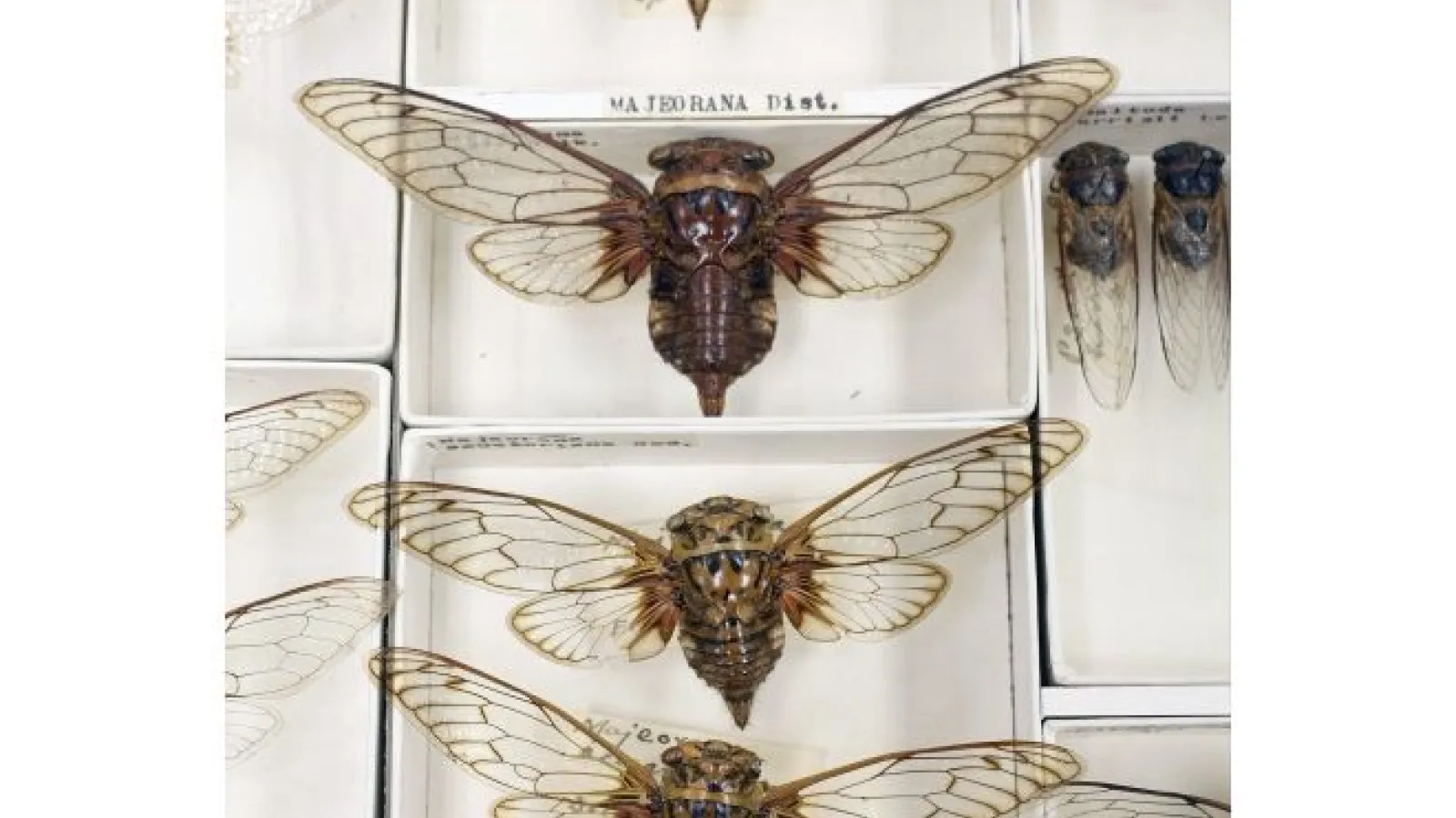cicada