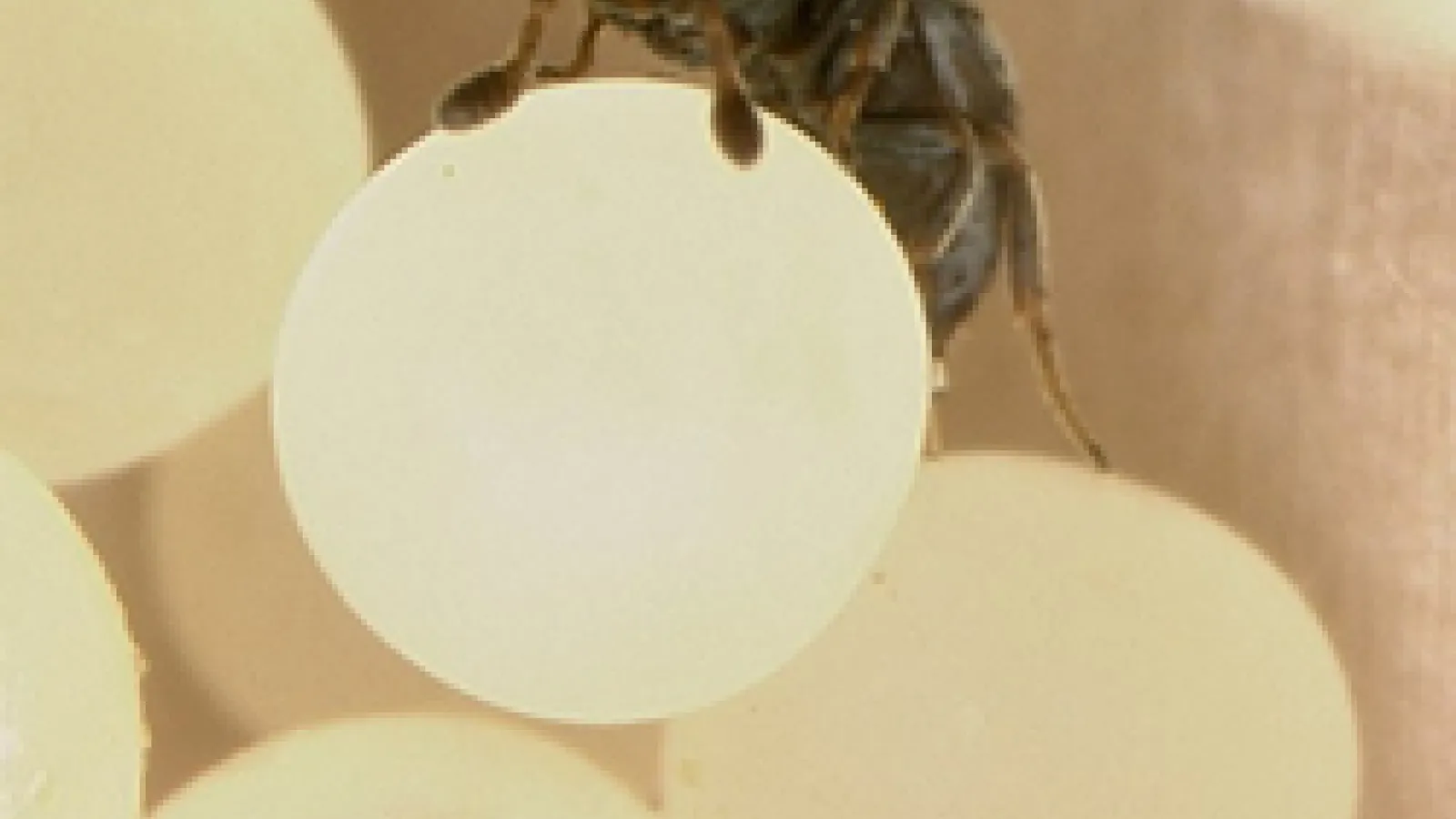 a parasitoid wasp Echthrodesis lamorali Masner climbs over eggs