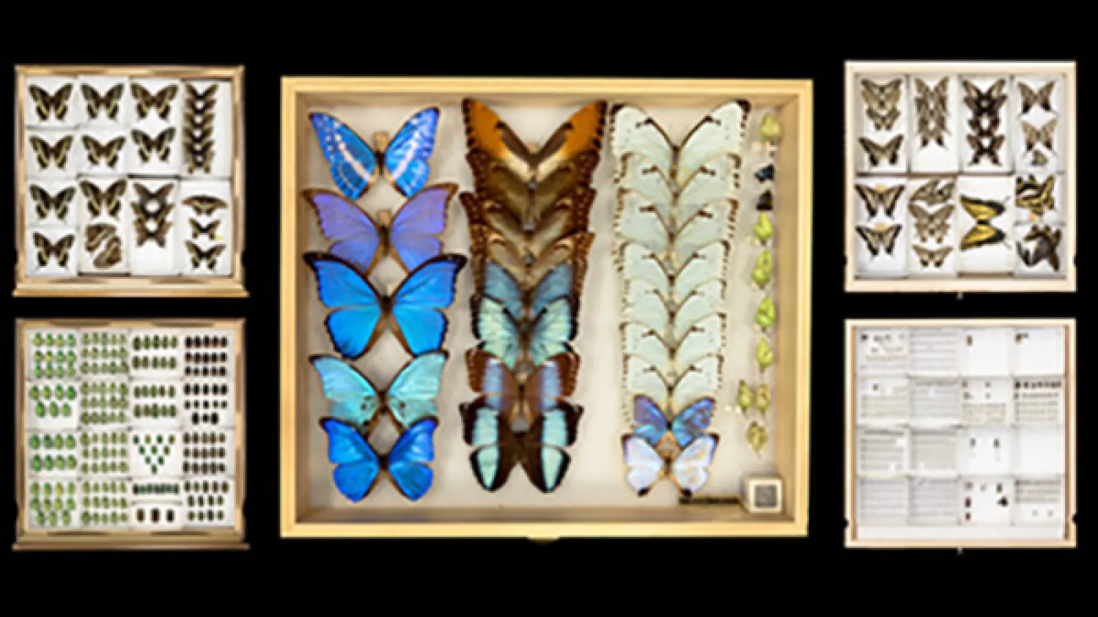 Nelson's photo of Triplehorn collection specimens