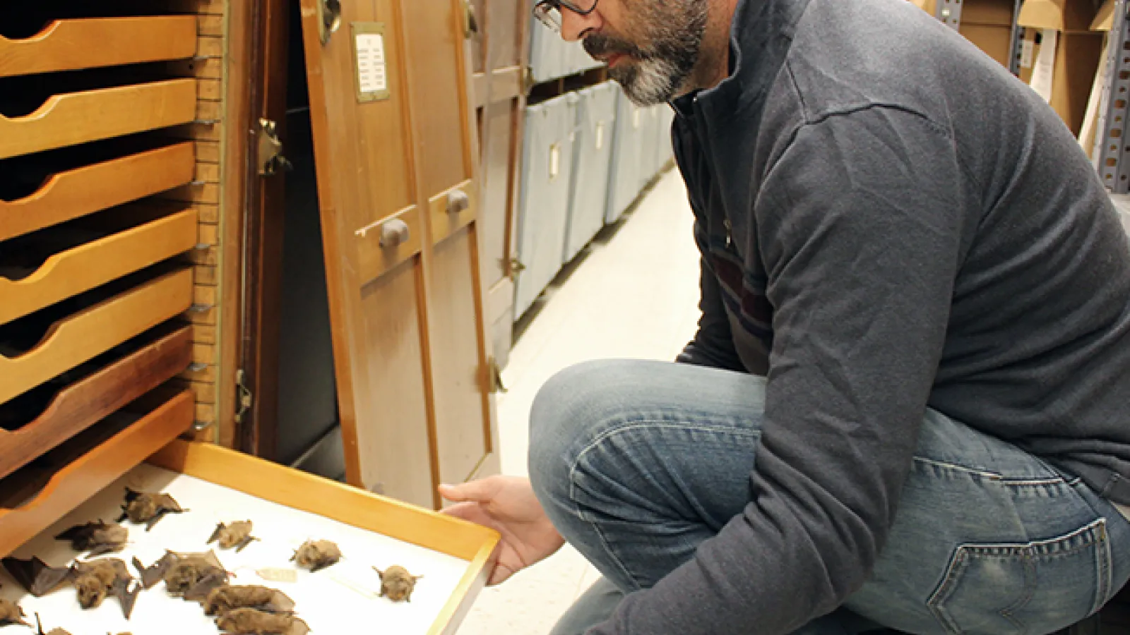 carstens with bats in tetrapod range