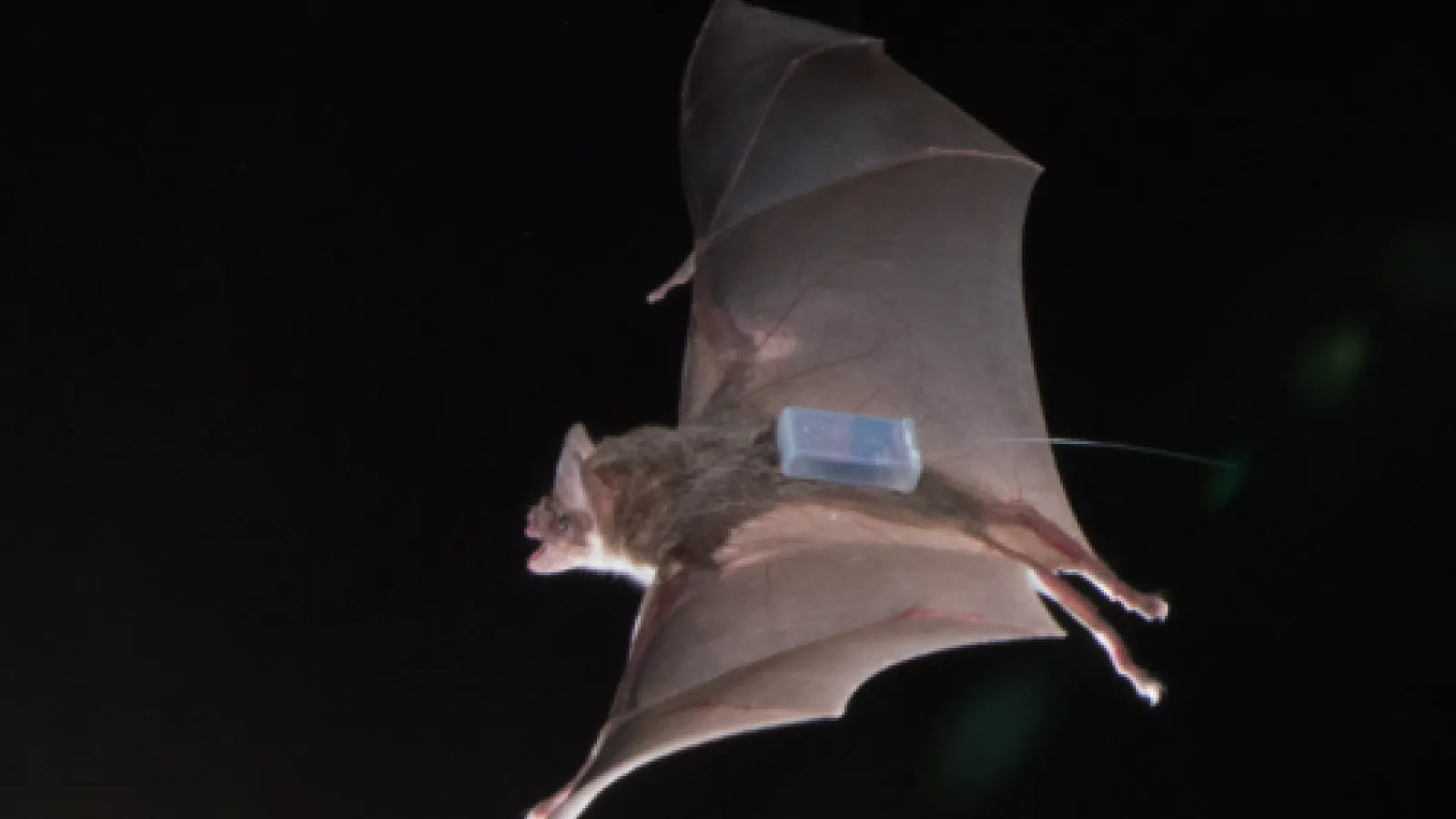 bat with sensor tag