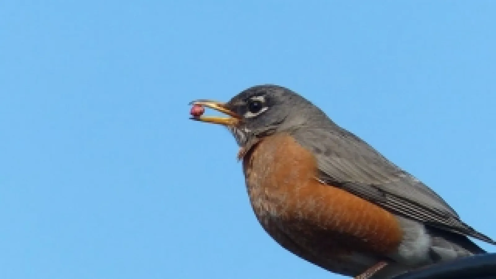 robin