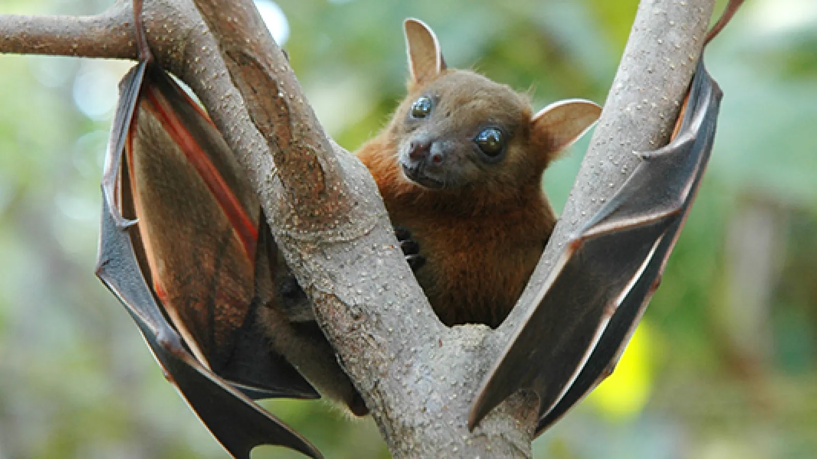 bat in tree