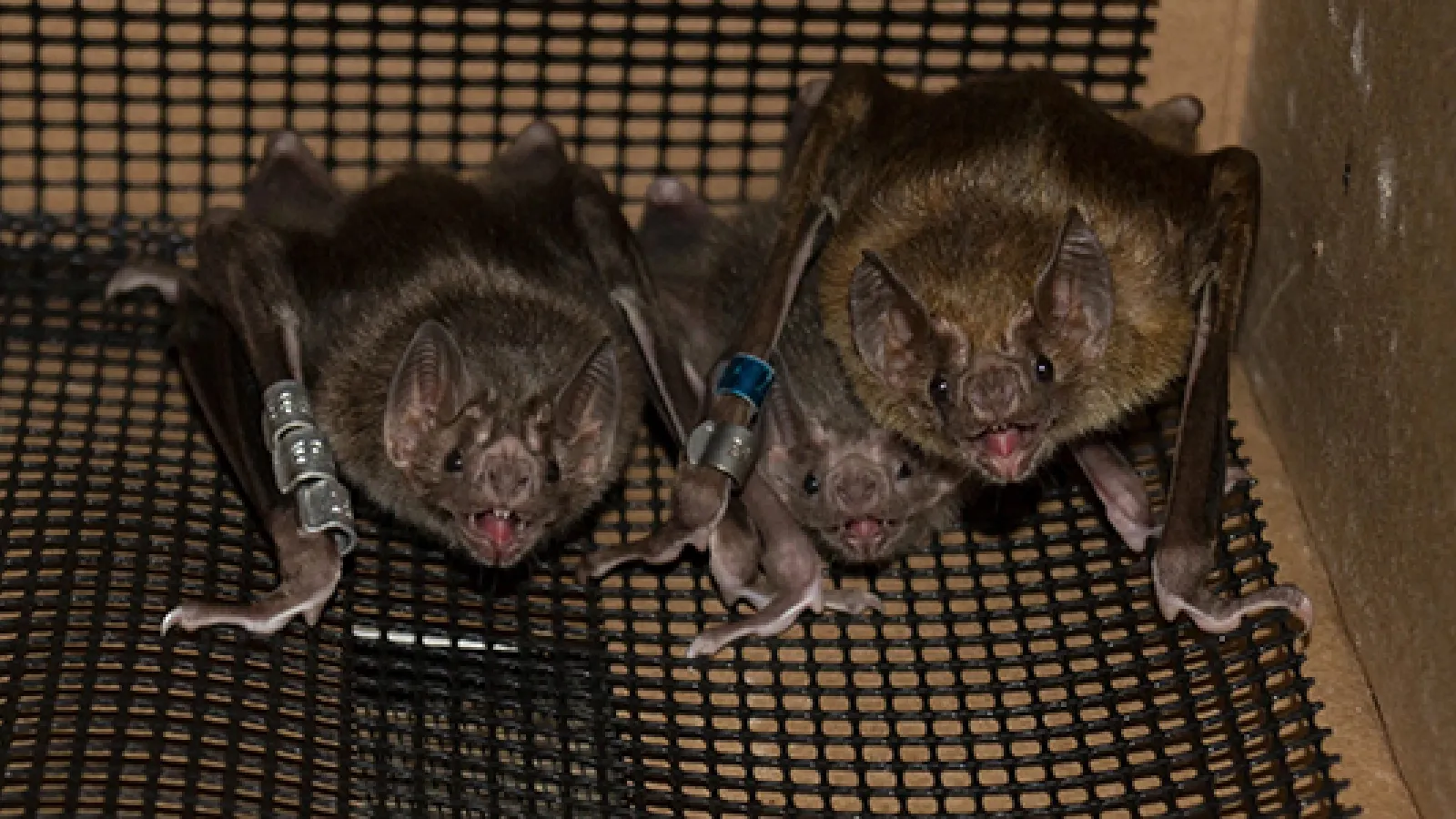 bats