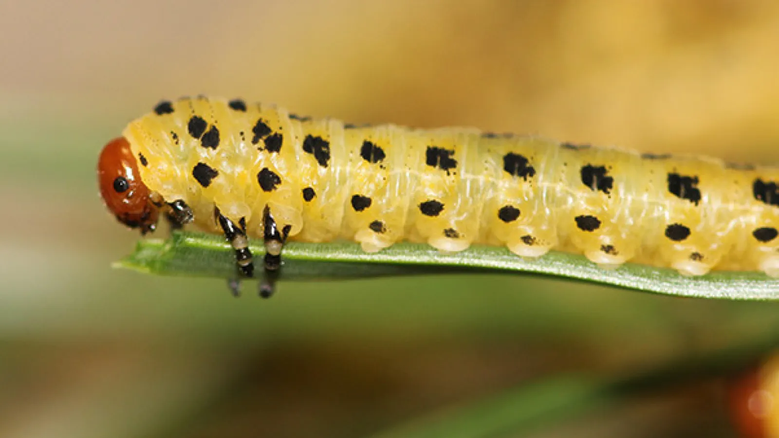 Larva of the red-headed pine sawfly.