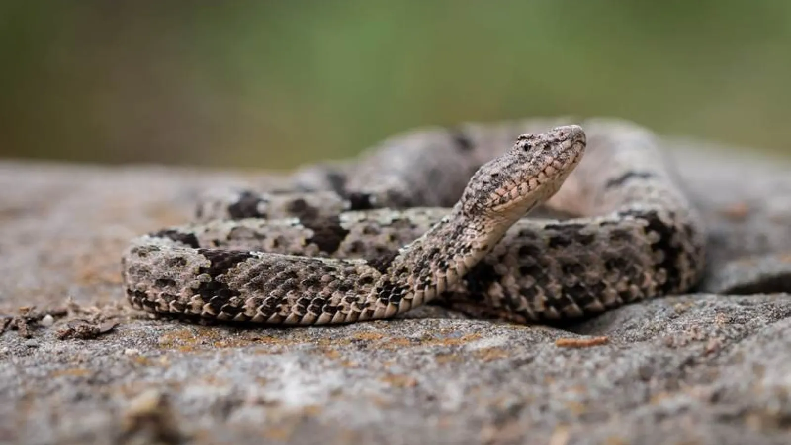 banded rock rattlesnake by Rob Denton