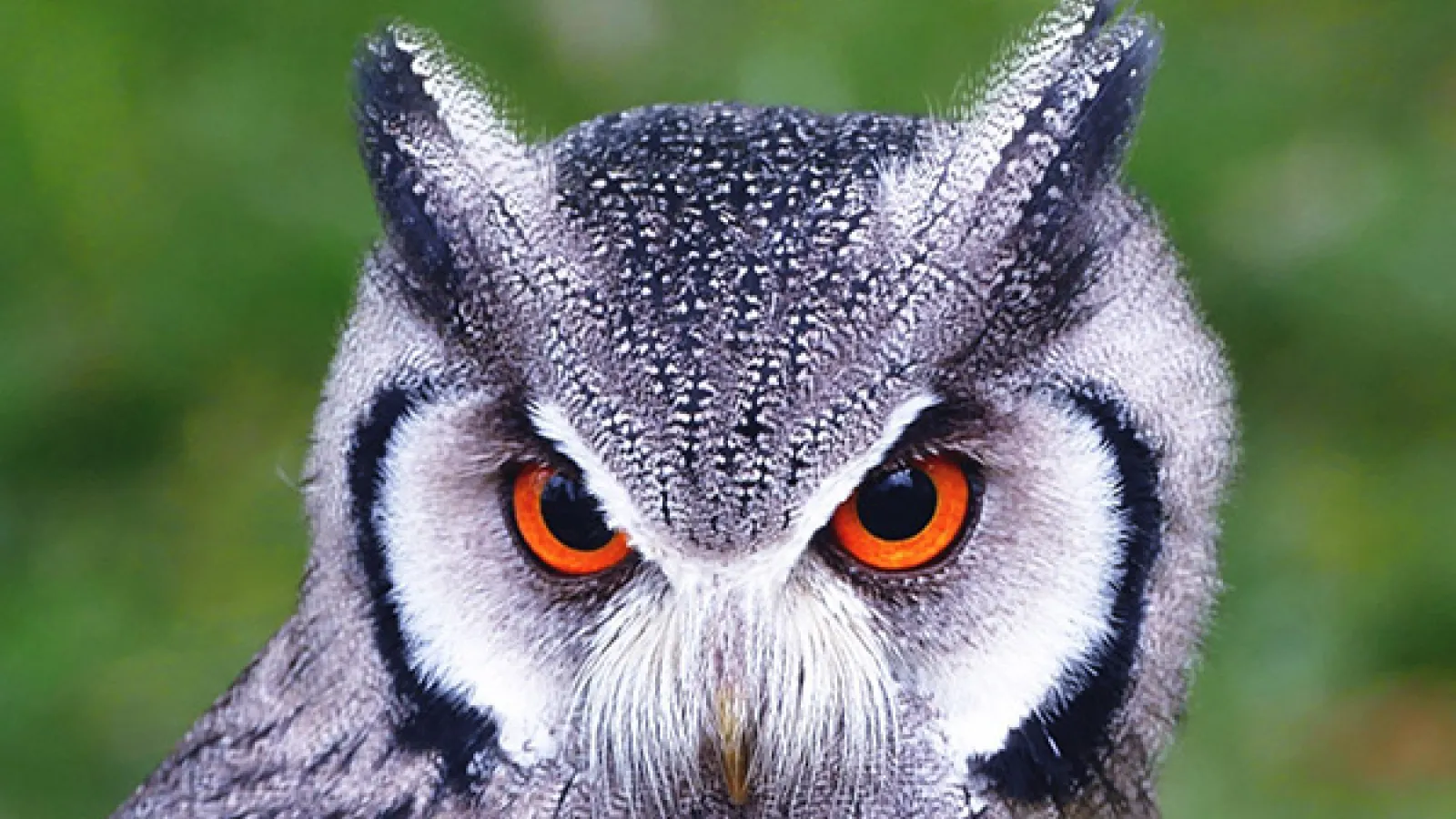 Screech Owl