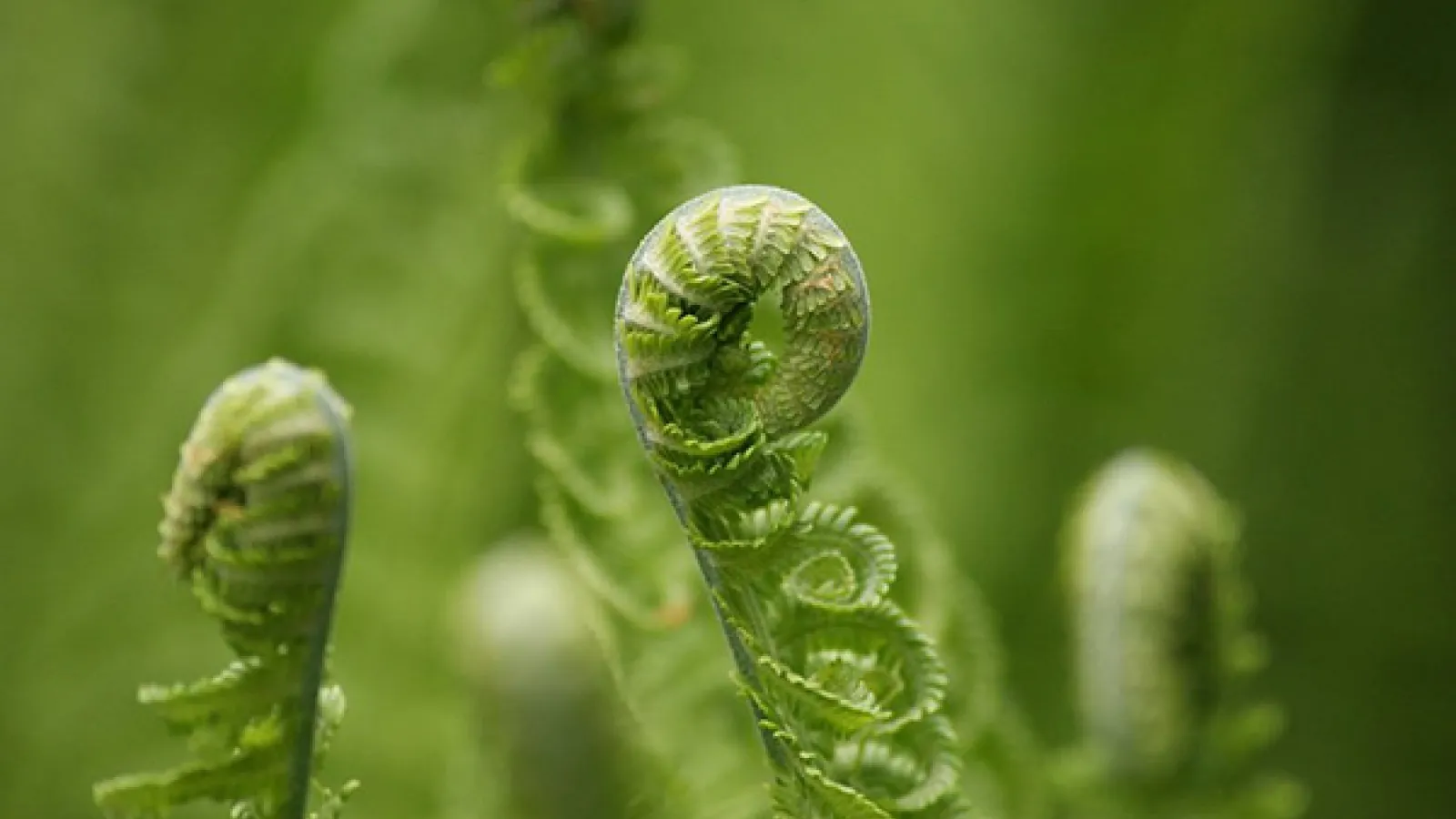 Unfurling fiddleheads