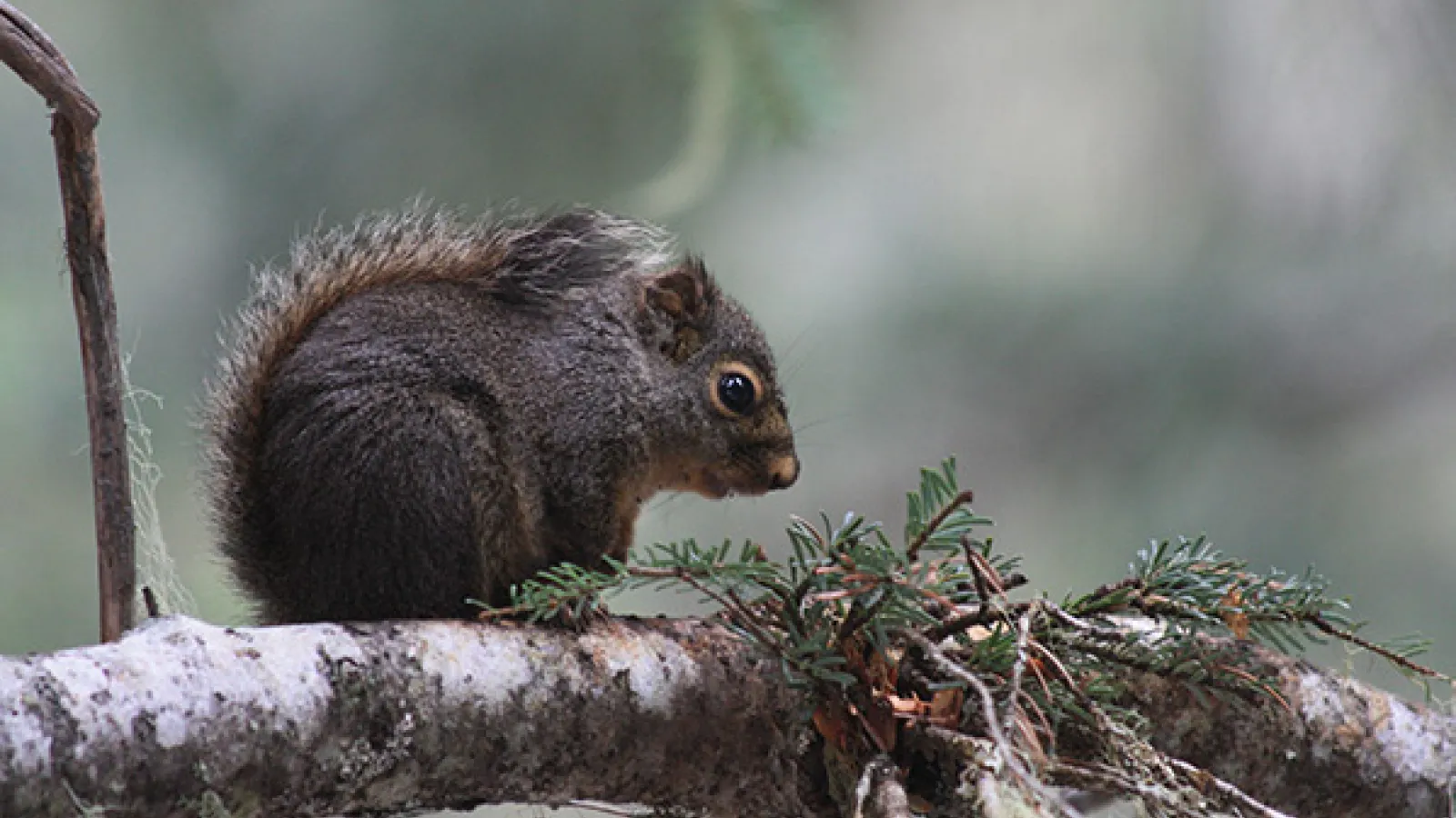 Tree squirrel on limb