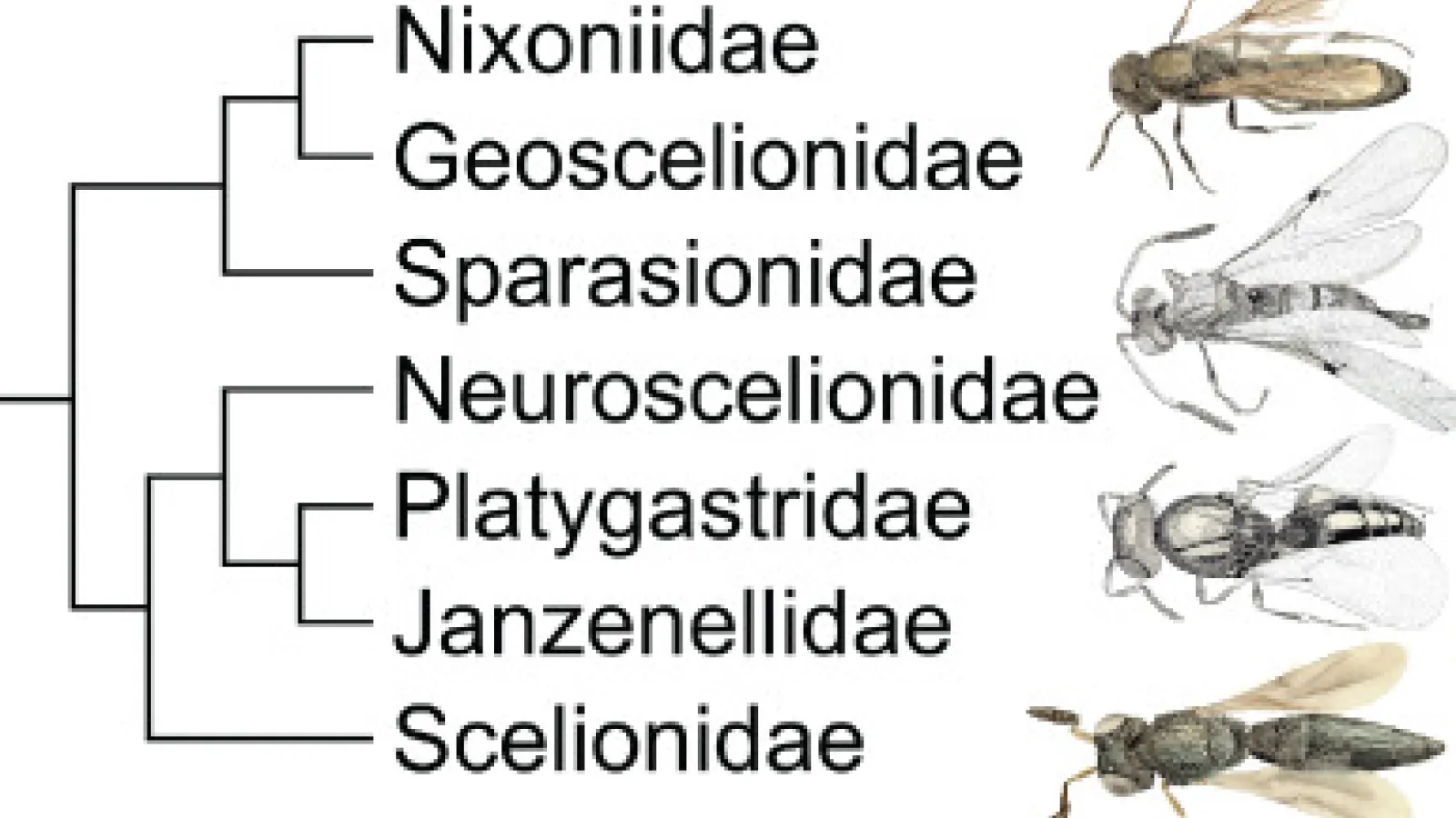 parasitoid wasps
