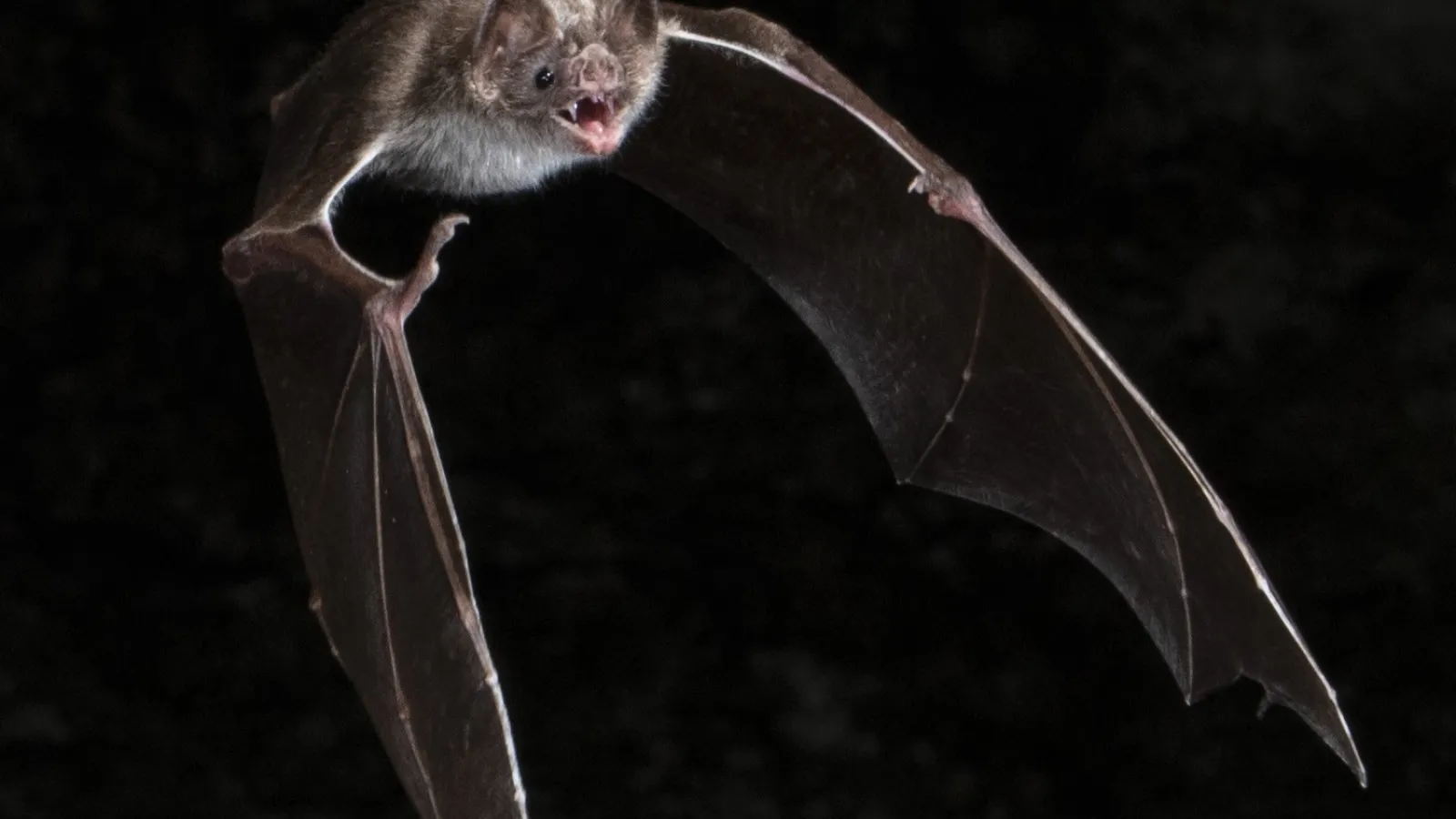 bat flying