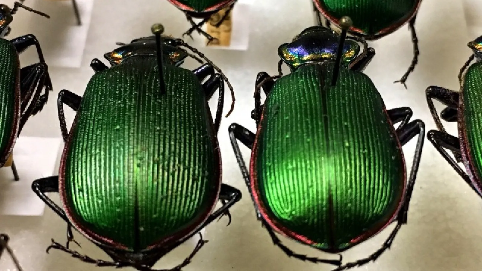 Triplehorn beetles