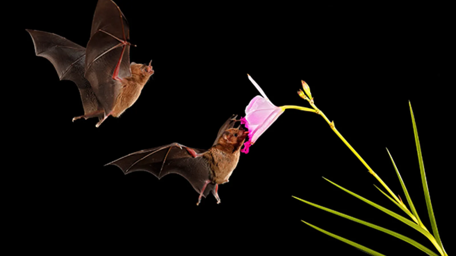 bats flying