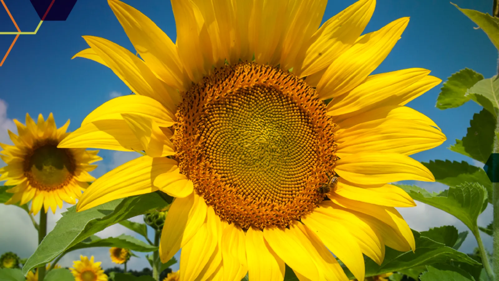 Sunflower blossom logo for 2022 Newsletter