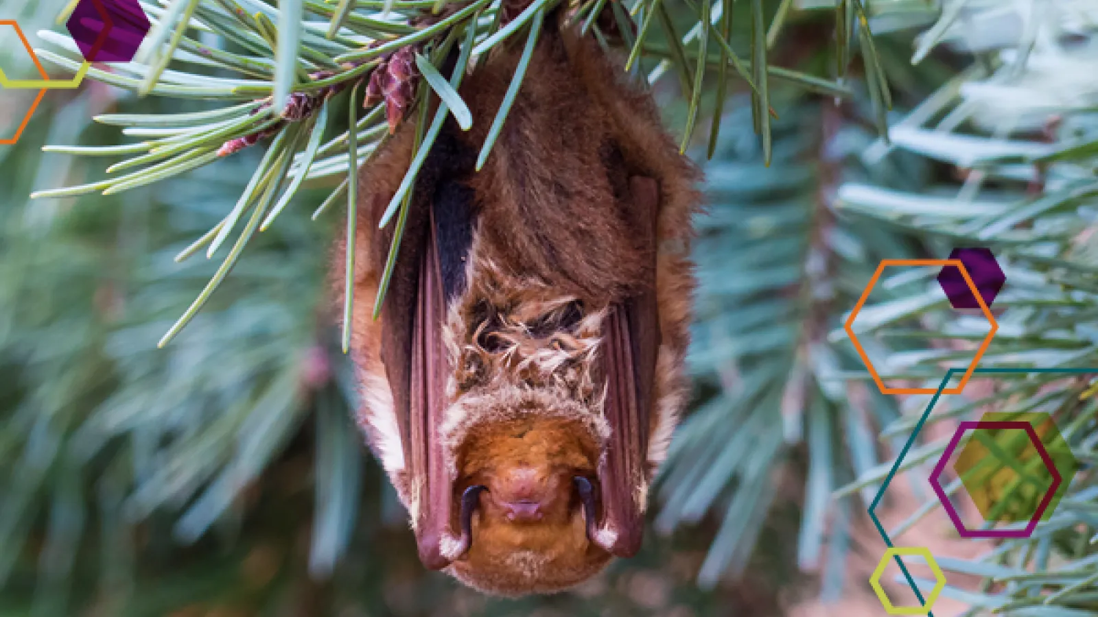 roosting bat.