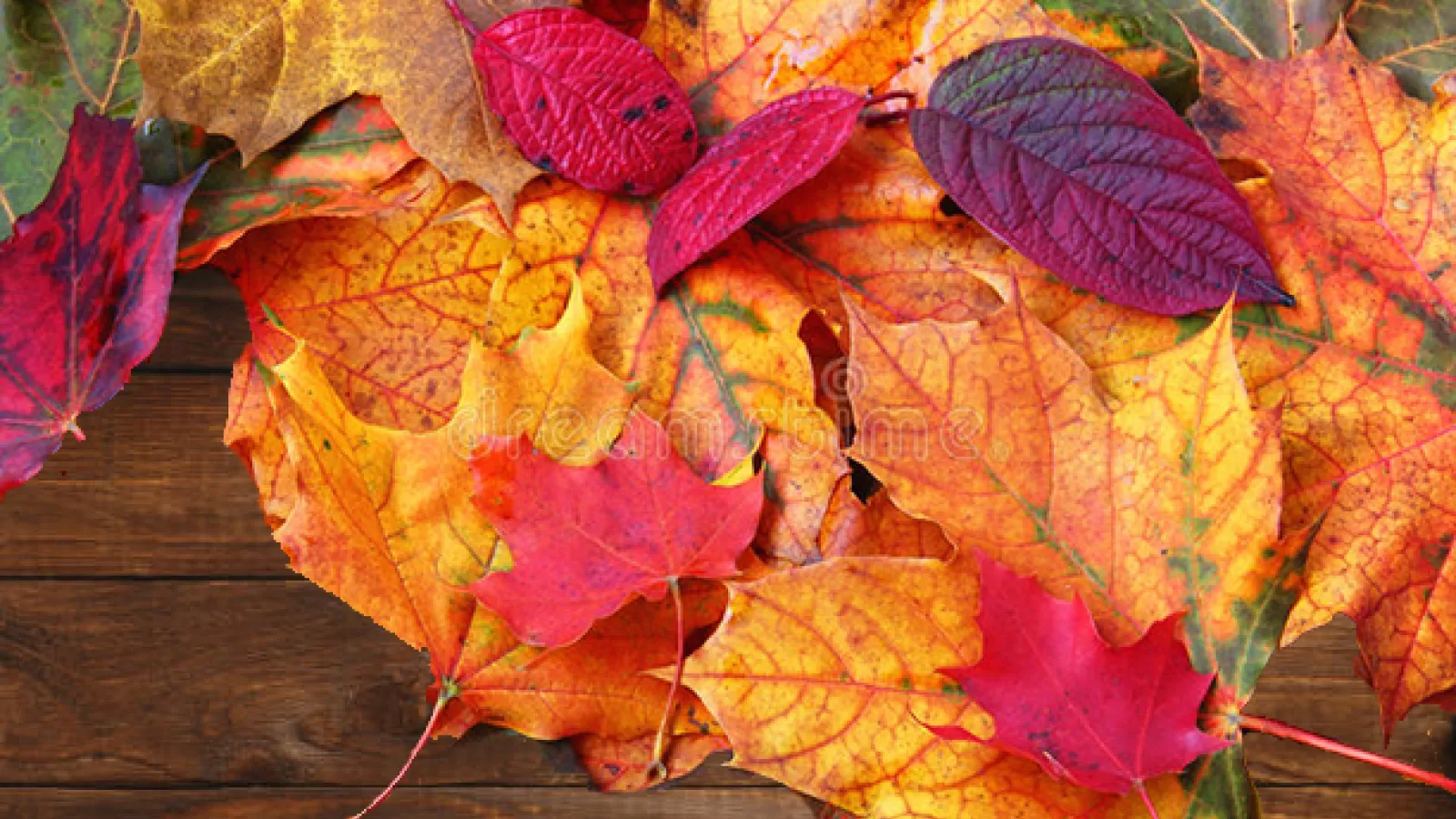 autumn leaves on walnut wood background