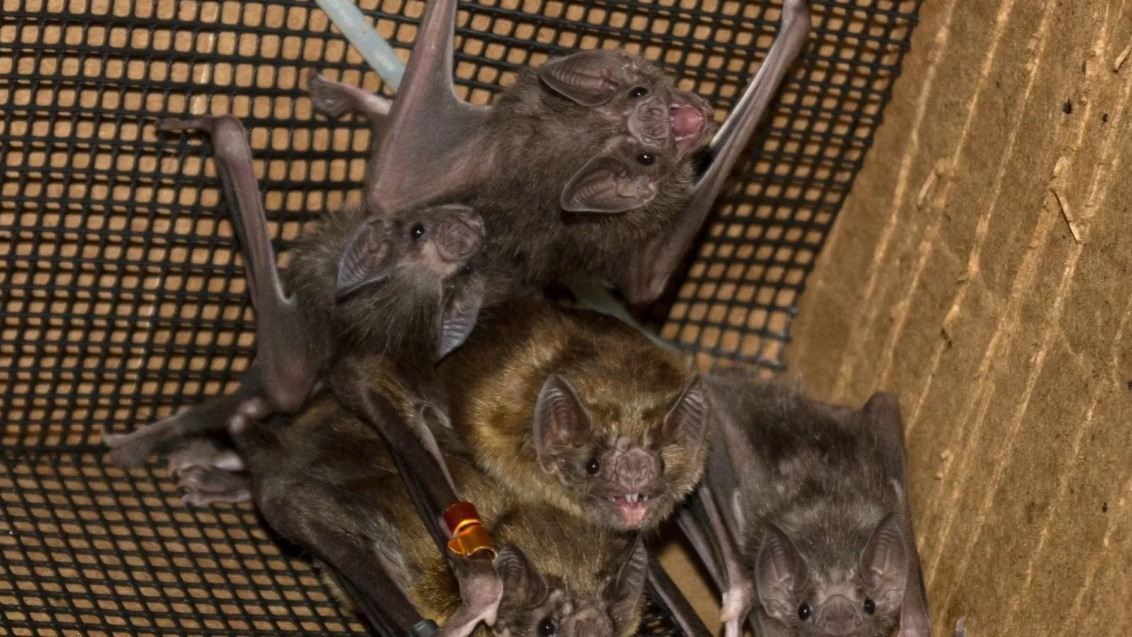 bats