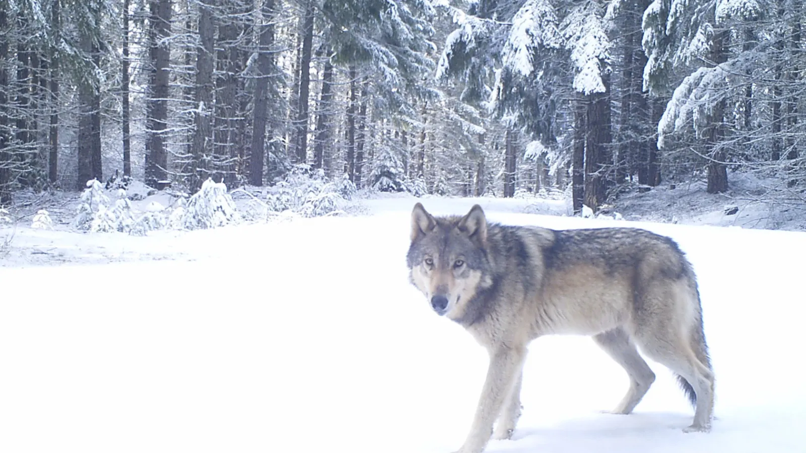 gray wolf in OR on camera trap