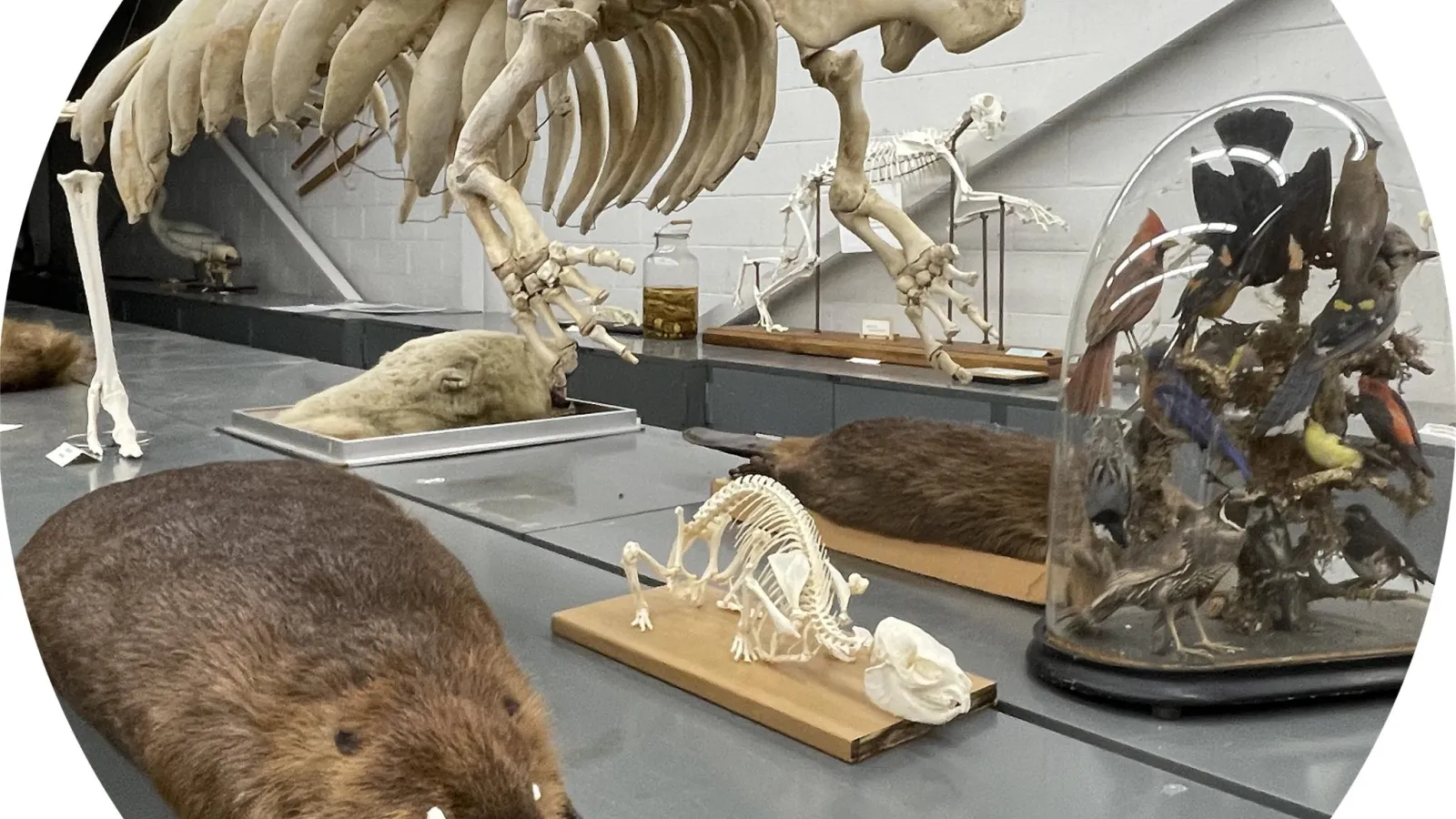 tetrapod specimens