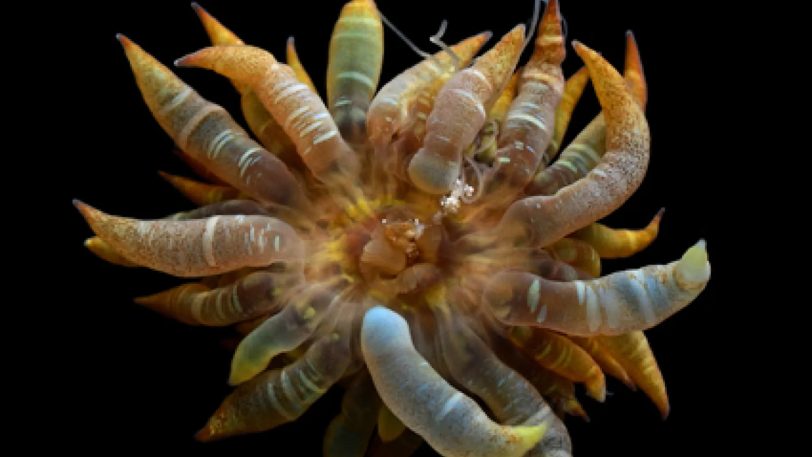 Bellactis lux 