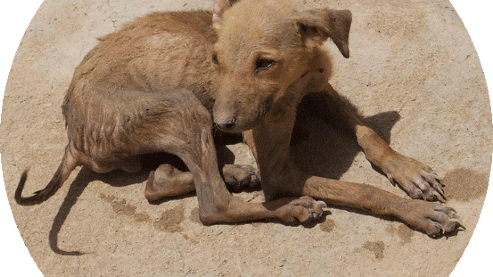 Street dog puppy in Rajasthan