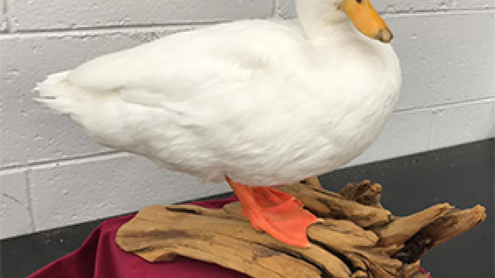 "afroduck mounted on driftwood