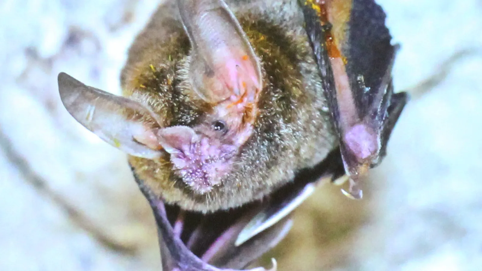 bat close-up